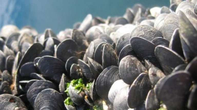 CODE Aquaculture – Suradnja za razvoj marikulture 